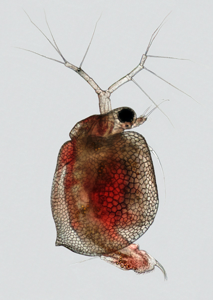 Photo of Ceriodaphnia laticaudata by Ian Gardiner